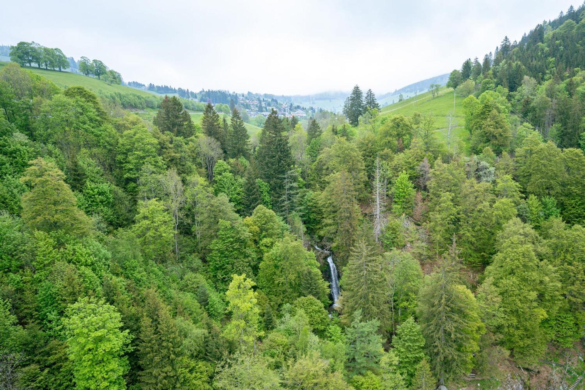 Black Forest Hotel Тодтнау Экстерьер фото